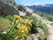 CORNO STELLA , panorami, monti, laghi, fiori, stambecchi-9lu25  - FOTOGALLERY